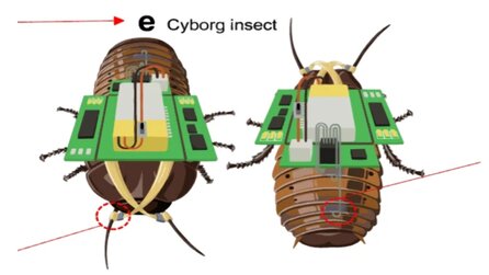 Kakerlaken als Retter in der Not: Wissenschaftler kontrollieren »Zombie«-Insekten mit Elektrizität