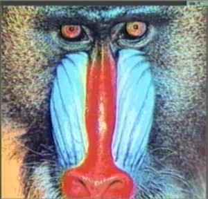 Ein Pavian im HAM-Modus war schon nahe am originalen Foto das Affen - jedenfalls für die damalige Zeit.