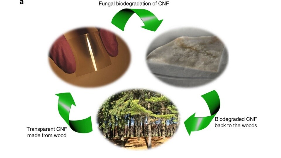 Der Kreislauf von Cellulose Nanofibril (CNF). (Bildquelle: Nature)