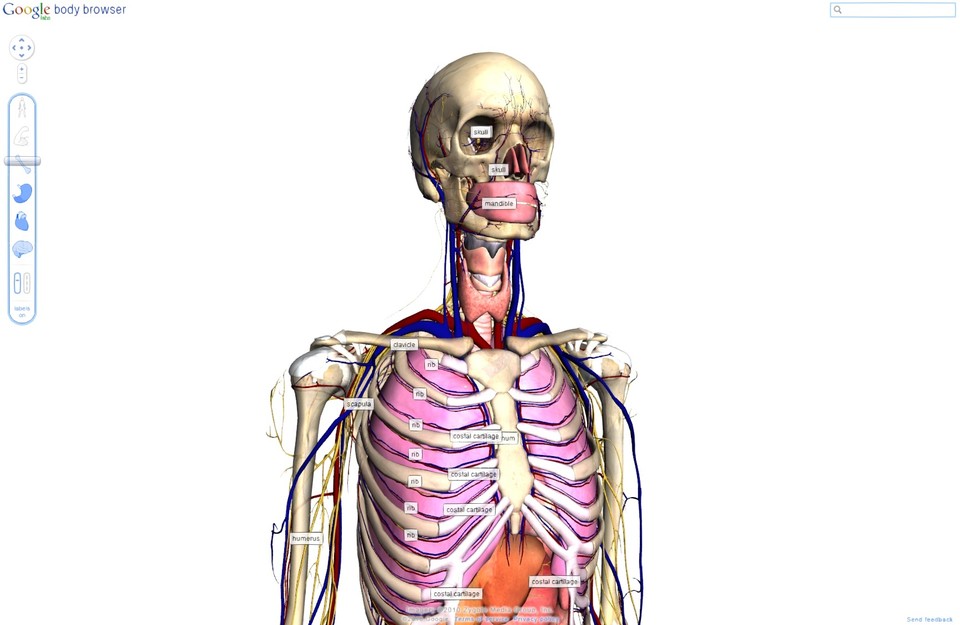 3D-Darstellung der menschlichen Anatomie mit WebGL.