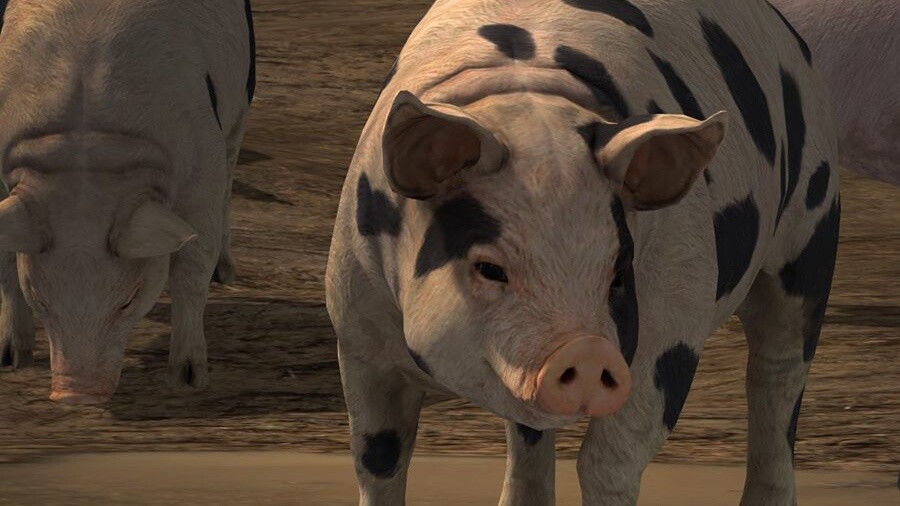 Im Landwirtschafts-Simulator 2017 sollen Schweine möglichst realitätsnah geschlachtet werden - mit all den Qualen, die sie auch in der realen Massenzucht durchleiden müssen. Das fordert die Tierrechtsorganisation PETA.