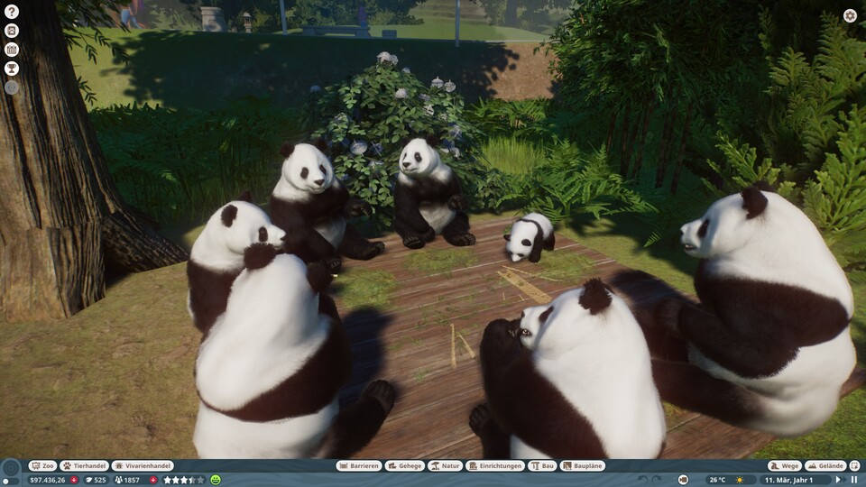 Gesellige Tiere wie Pandas vereinen sich zur Essenszeit zu kleinen Gesprächsrunden und reden vermutlich über Politik oder sowas.
