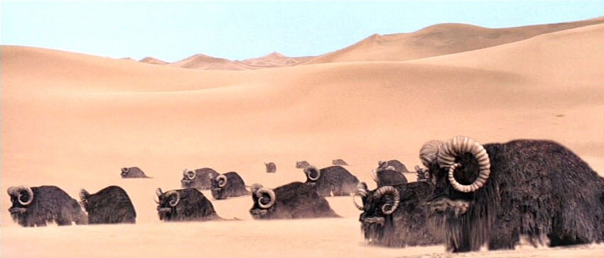 Bantha-Bingo ist ein beliebter Zeitvertreib. Zumindest bei den Sandleuten von Tatooine.