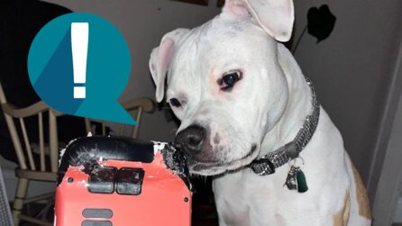 Teaserbild für Kleiner Hund kaut Steam Deck von Spieler kaputt - sieht dabei so bedröppelt aus, dass zumindest wir ihm verzeihen
