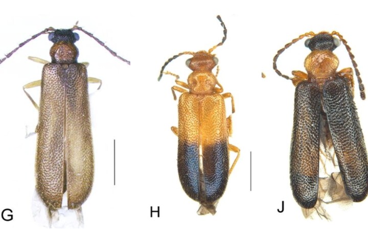 Von links nach rechts: Die Käfer Articuno, Moltres und Zapdos.
