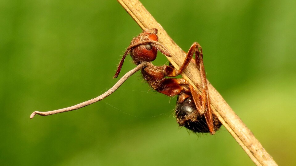 Eine (tote) Ameise mit Cordyceps-Infektion.
