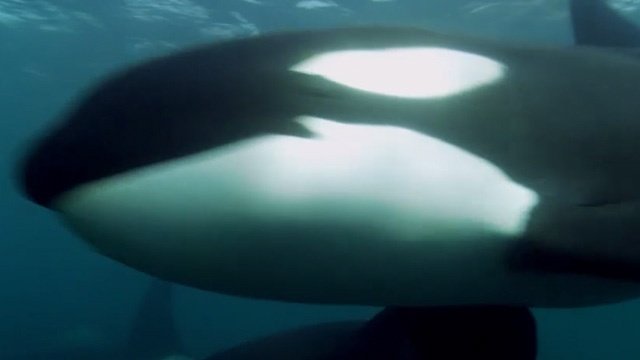 Blackfish - Der Trailer zur Orca-Doku