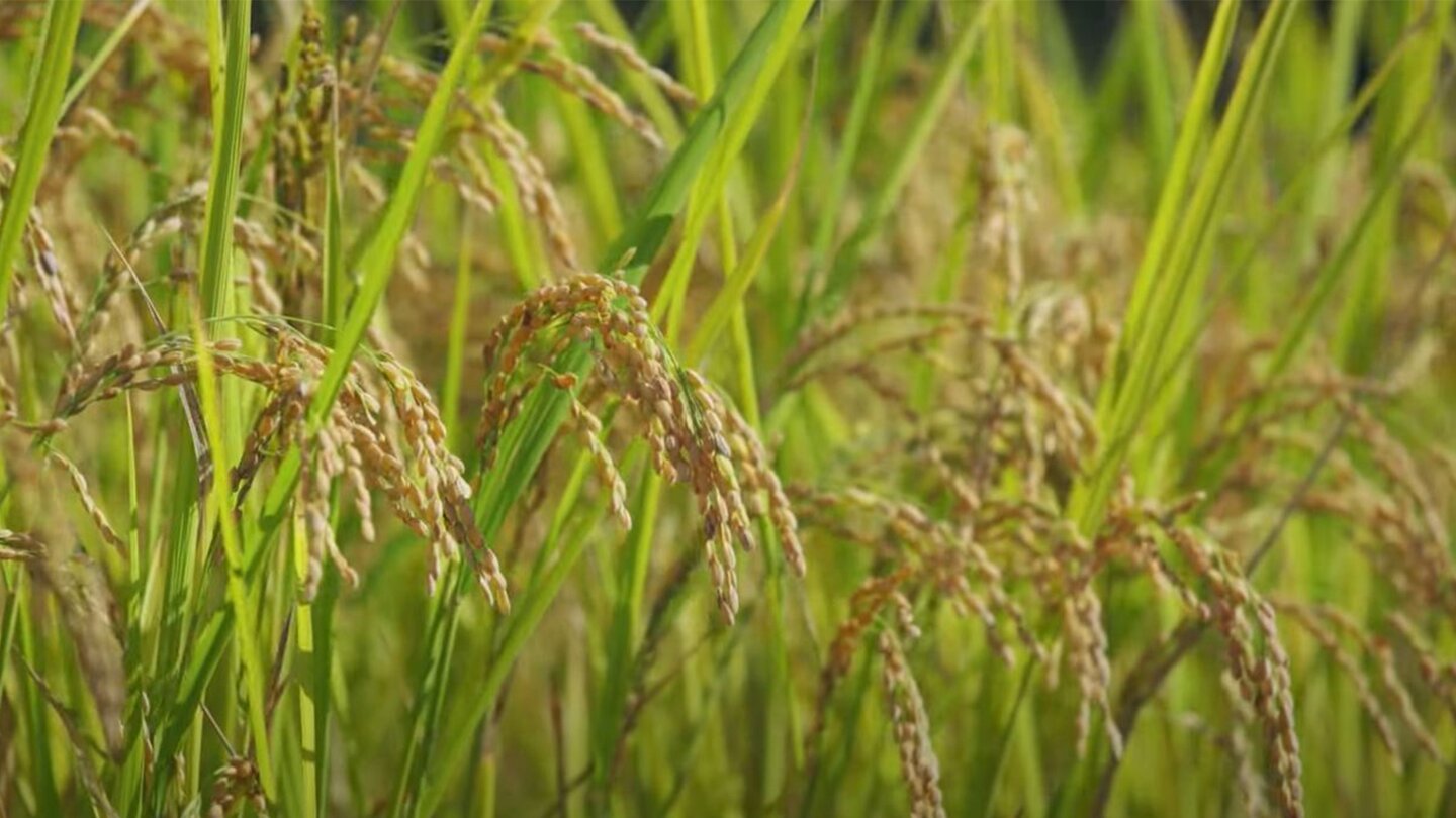 Sony stellt mit einem Trailer ein innovatives Material aus Reishüllen vor