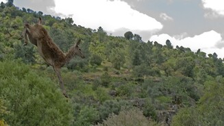 WolfsbrüderWolfbrüder bietet nicht nur echte Wölfe, sondern auch viele andere heimische Tiere in Nahaufnahme.