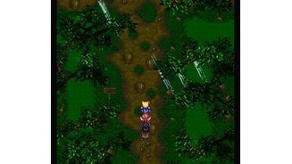 Mysterious forest