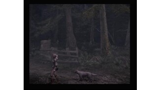 Into the forest we go