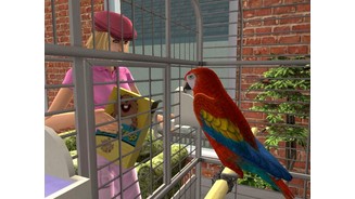 parrot_feeding