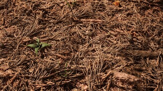 Redwood Forest UE5 Demo_11