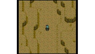Surlet in a desert