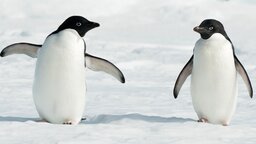 Pinguine produzieren mehr als 2.300 Tonnen Kot pro Jahr und der hilft gegen den Klimawandel – Wirklich!