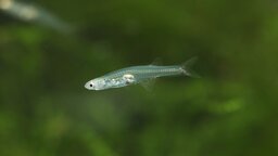 Kleiner Fisch, großer Lärm: Er ist nur einen Zentimeter lang und laut wie ein Düsenjet