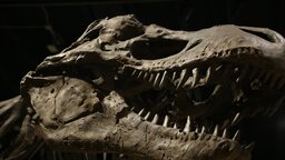 Wir dachten, der Tyrannosaurus war riesig - nun gibt es Gründe, davon auszugehen, dass er noch viel größer war