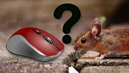 Warum heißt die Maus eigentlich Maus?