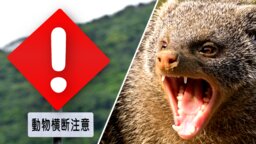 Japan schickte das falsche Tier, um die Schlangen auf einer Insel auszurotten. Die Katastrophe war groß und es hat ein halbes Jahrhundert gedauert, sie zu beheben