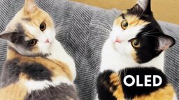 Ihr kennt den Unterschied zwischen OLED und LED nicht? Der ist schnell erklärt – mit Katzen