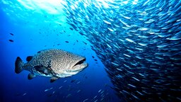 Das MIT hat den größten Angriff zwischen Arten im Ozean dokumentiert: Innerhalb von nur vier Stunden starben Millionen von Kreaturen