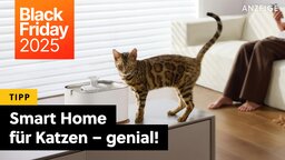 Black Friday für Katzen: Bei Amazon gibts jetzt smarte Futterautomaten, Brunnen und mehr zu lächerlich reduzierten Preisen!