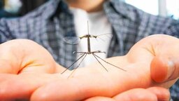 Ein winziger Roboter soll die Lösung für eine Tragödie mit drastischen Folgen sein: Das für 2025 erwartete Bienensterben der USA