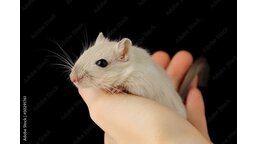 Palm, Tip oder Claw Grip: wir verraten euch den besten Maus-Griff