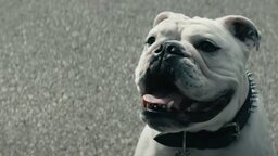 Trauer um Bentley, die Bulldogge - der Darsteller von Billy Butchers Hund ist tot