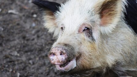 Im Jahr 1807 wurden Schweine auf einer Insel ausgesetzt, damit schiffbrüchige Seeleute sie essen konnten. 192 Jahre später fanden Forscher dort ganz andere Tiere vor