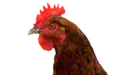 Counter-Strike - Mod macht aus dem Shooter ein Hühnchen-Tekken