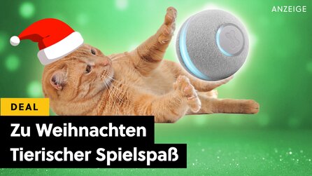 Attacke auf den Weihnachtsbaum! Dieses Spielzeug ist für eure Katzen viel spannender als der Christbaumschmuck