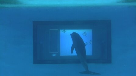 Unterwasser-Tablet für Delfine - Forscher untersuchen Intelligenz und Kommunikation