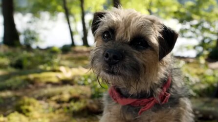 Doggy Style - Nur ein Kinderfilm mit sprechenden Hunden, schaut euch den Trailer ruhig an
