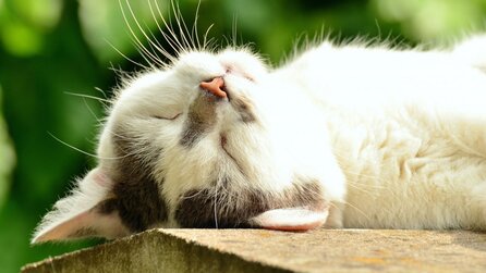 DSGVO als Einschlafhilfe - Text als Hörbuch kann »Büffel ruhigstellen«