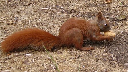 Intensiv-Nutzer digitaler Medien - Aufmerksamkeitsspanne geringer als die eines Goldfischs