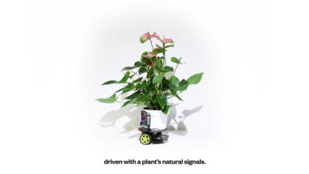 Cyborg-Pflanze - Bewegt sich mittels Roboter ans Licht