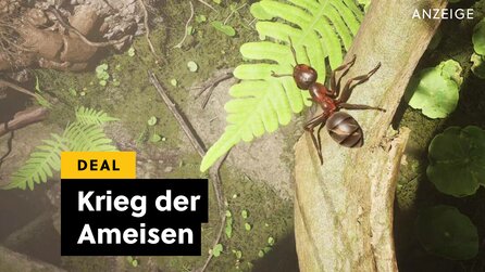 Ihr könnt jetzt günstig euer eigenes Ameisen-Imperium aufbauen!