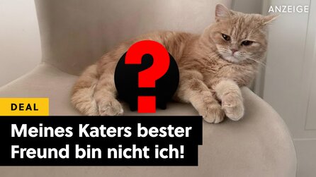 Damit tut es nur noch halb so weh meinen Kater allein daheim zu lassen! Er ist nie mehr allein