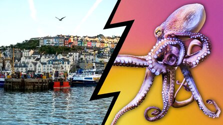 England erlebt eine fast beispiellose Invasion. Das Problem: Es handelt sich um Oktopusse, die auf ihrem Weg unzählige andere Meeresbewohner auffressen