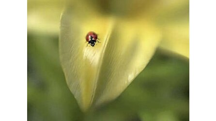 Zehn Grafikkarten ab 200 Euro - Die HD-5800-Serie sorgt für Wirbel