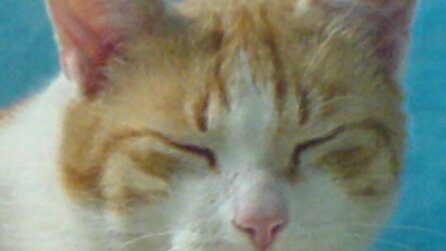 Grafik im Wandel der Zeit - Vegetation in GTA 5