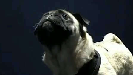 Halo: Infinites Alien-Sounds stammen wohl von einem kleinen süßen Mops