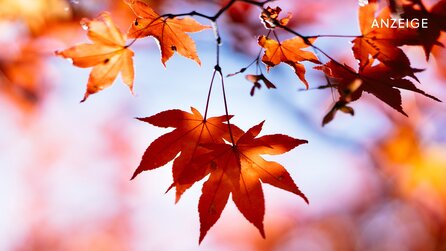 Herbstbeginn: Ein nützliches Tool von Gardena übernimmt die nervigste Gartenarbeit für euch!