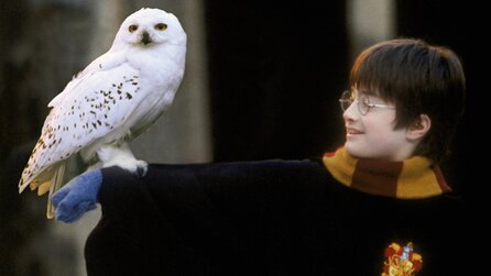Harry Potter: Gleich drei unterschiedliche Eulen haben Hedwig in Der Stein der Weisen gespielt, ein Filmfehler fällt aber jedem Vogel-Experten auf