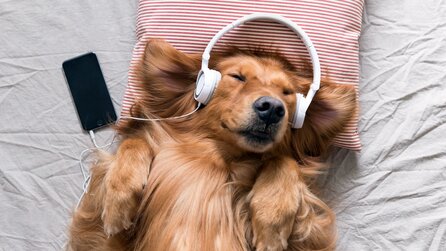 71 Prozent von euch finden: Noise Cancelling ist das wichtigste Feature bei Kopfhörern – doch gibt es auch Nachteile?