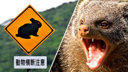 Japan hat die falsche Kreatur geschickt, um Schlangen auf einer Insel auszurotten. Die Kaninchen-Katastrophe war groß und es dauerte fast ein halbes Jahrhundert, bis das Problem gelöst wurde