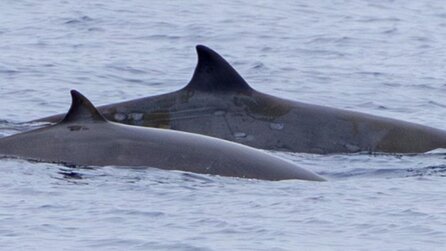 Abschied von jahrzehntelangen wissenschaftlichen Spekulationen: Lebewesen mit blattförmigen Zähnen im Pazifik entdeckt
