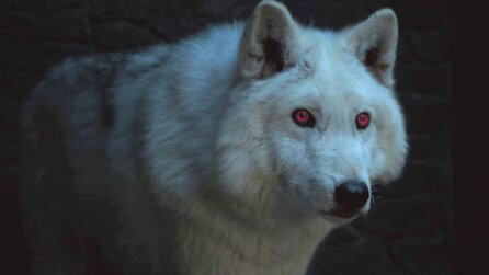 Jon Schnee streichelt seinen Schattenwolf nicht - Darum war diese Szene in Game of Thrones so herzlos