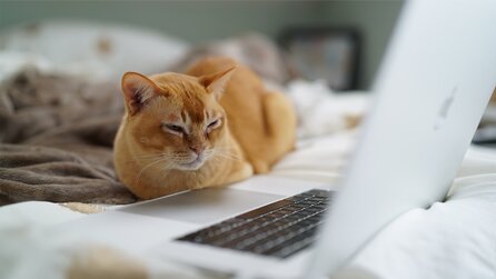 Katze löscht aus Versehen Server in US-Behörde, sorgt für 4 Stunden Ausfall - »Deswegen habe ich einen Hund«